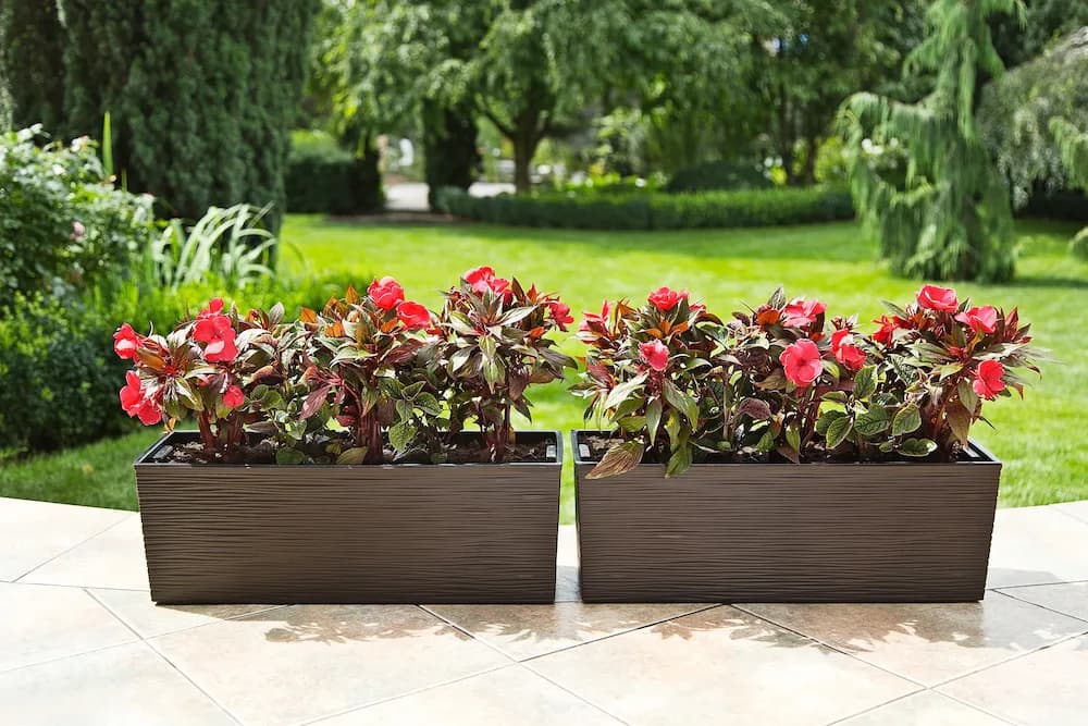 KWIENTNIK BEGONIA 2