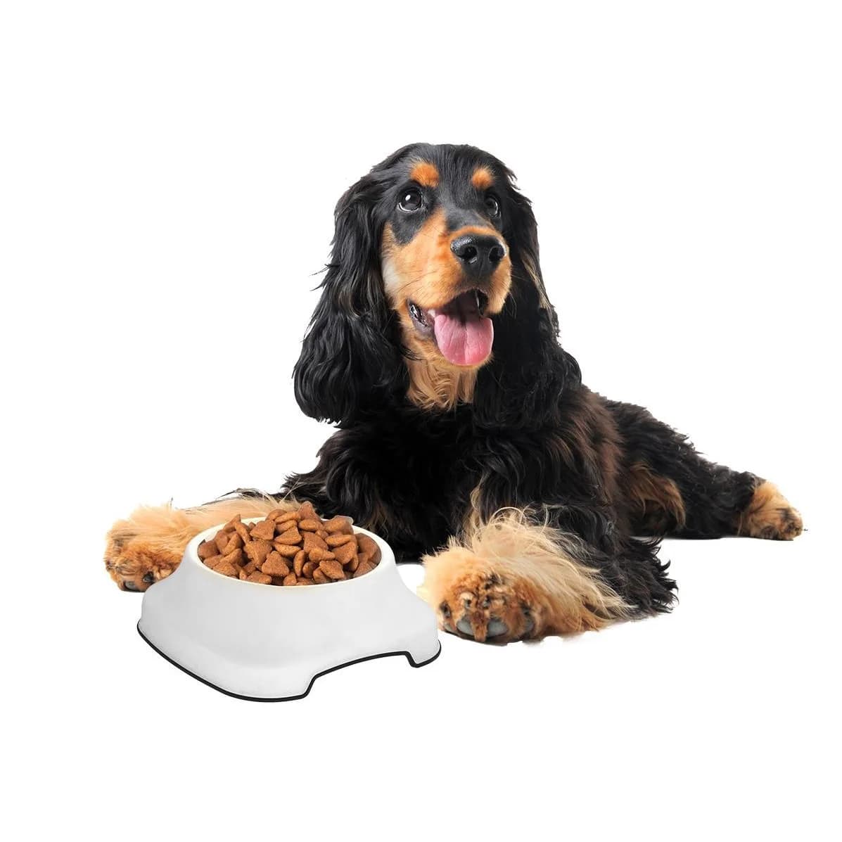صحن طعام 2 لتر CONTAINER PET FOOD 2