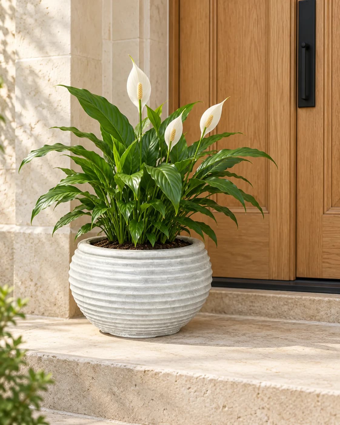 Rasin POT 29 CM جرة