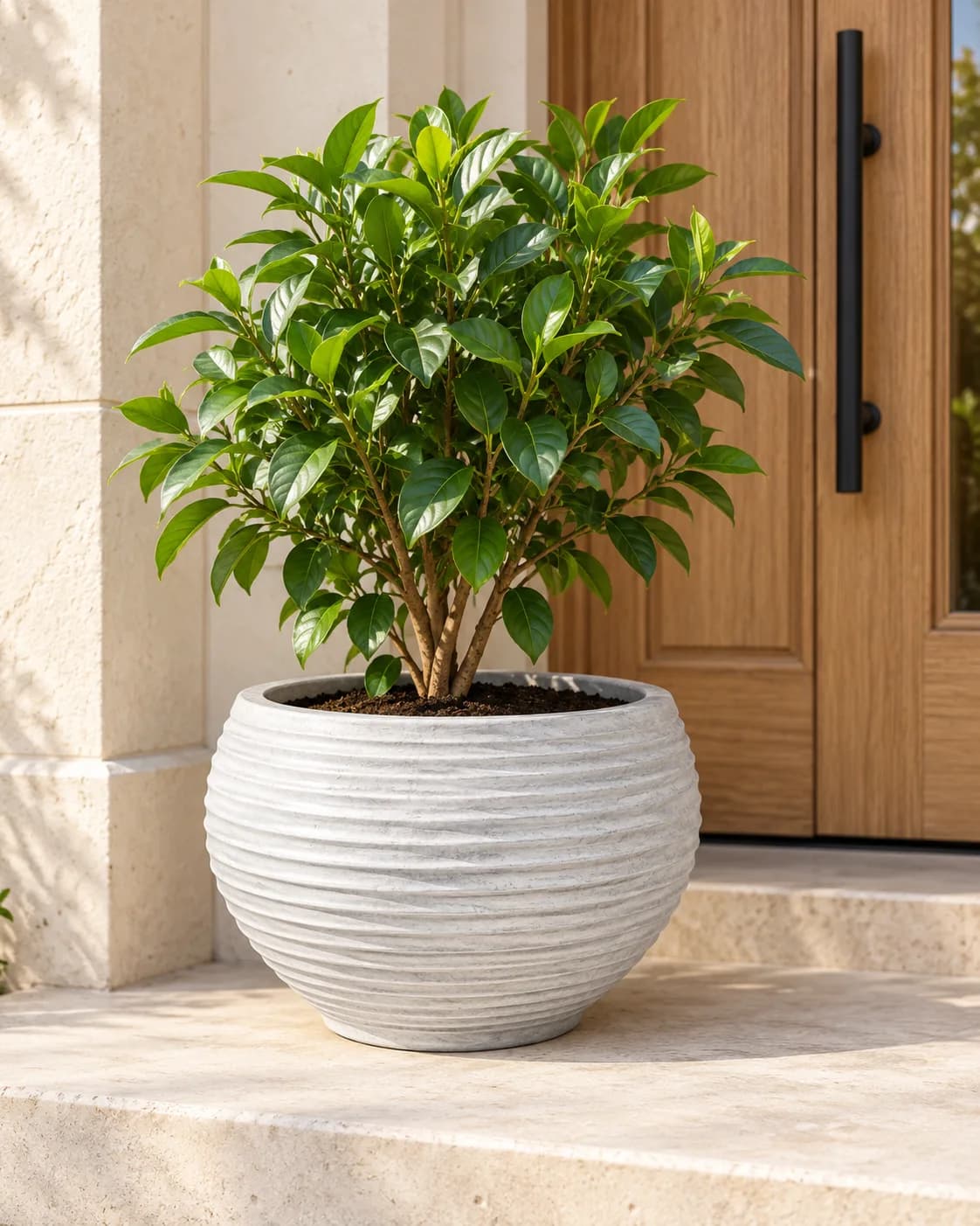 جرة Rasin POT 53.5 CM